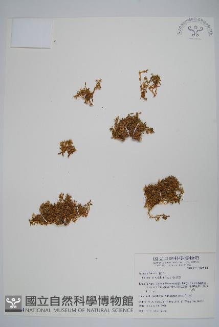 安旱草藏品圖，第1張