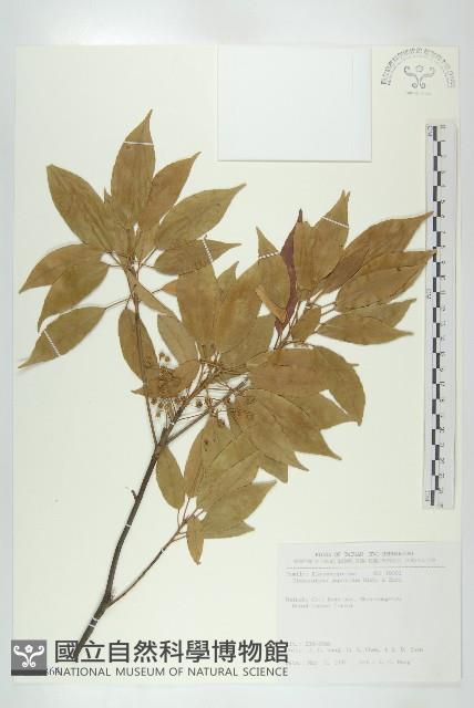 薯豆藏品圖，第1張