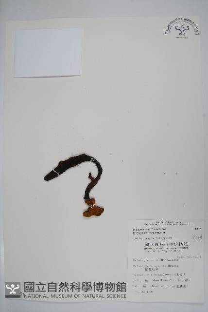 穗花蛇菰藏品圖，第1張