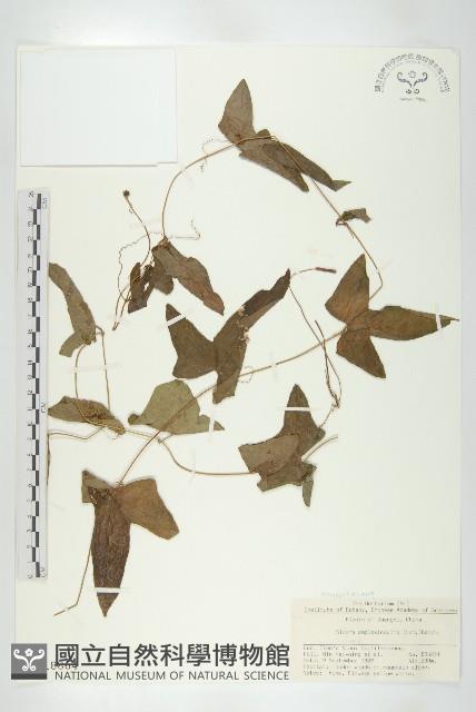 茅瓜藏品圖，第1張