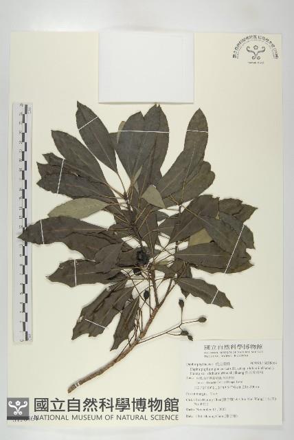 奧氏虎皮楠藏品圖，第1張