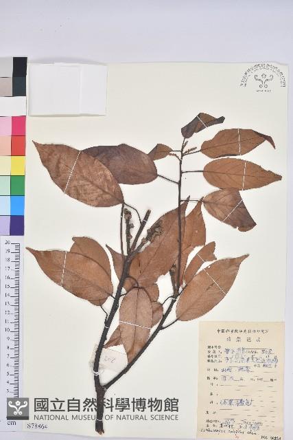 美葉石櫟藏品圖，第1張