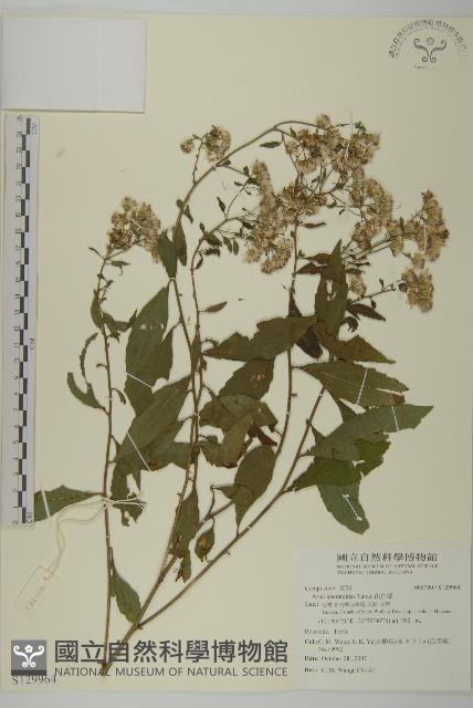 山白蘭藏品圖，第1張