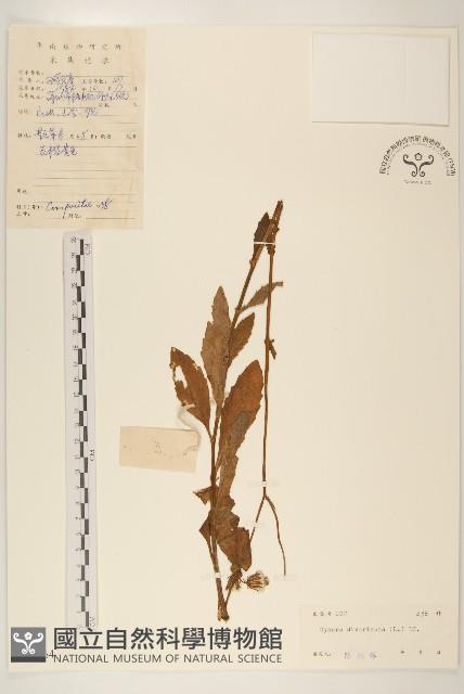 白仔菜藏品圖，第1張