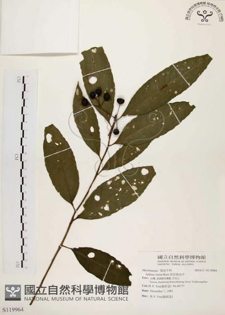 黑星紫金牛藏品圖，第1張