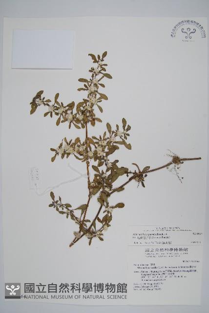 匙葉蓮子草藏品圖，第1張