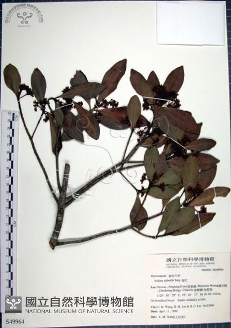 樹杞藏品圖，第1張