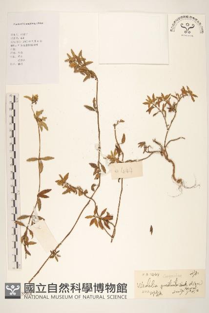 天蓬草舅藏品圖，第1張