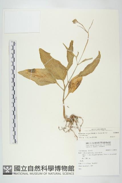 倒吊蓮藏品圖，第1張