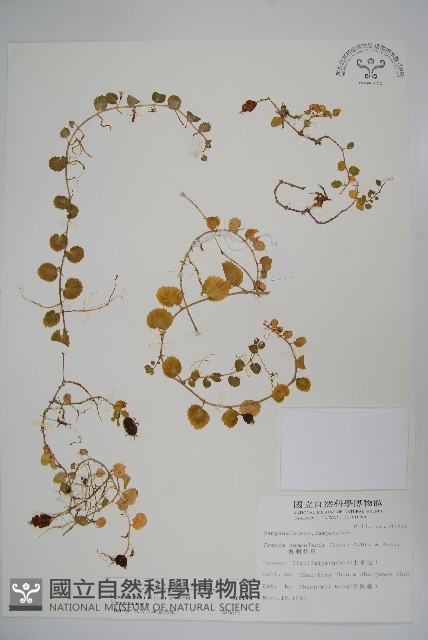 普刺特草藏品圖，第1張