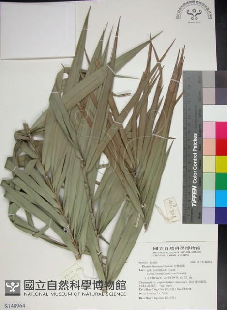 台灣海棗藏品圖，第1張