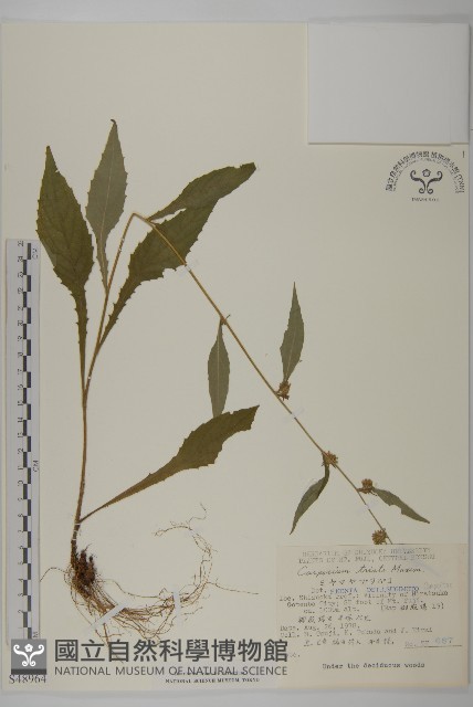 暗花金挖耳藏品圖，第1張