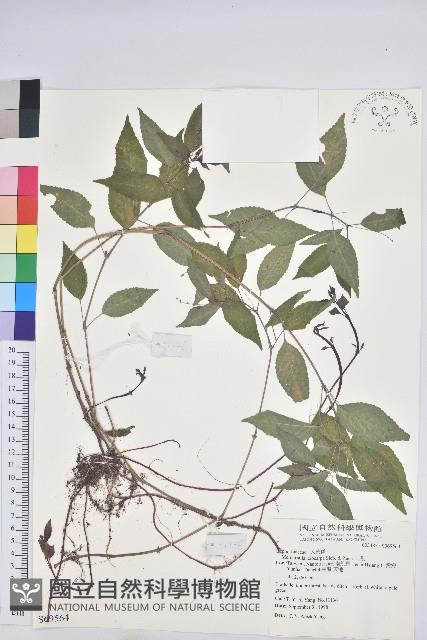 山靛藏品圖，第1張