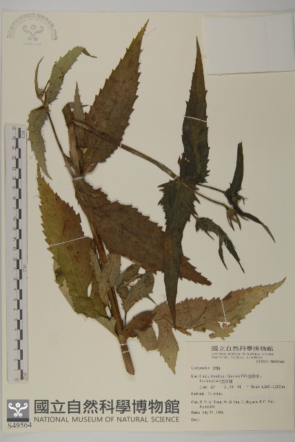 登錄號:S049564藏品圖，第1張
