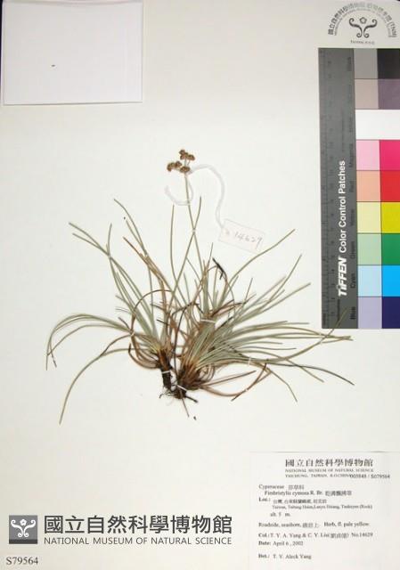 乾溝飄拂草藏品圖，第1張