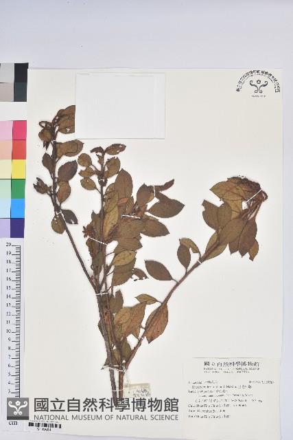 金毛杜鵑藏品圖，第1張