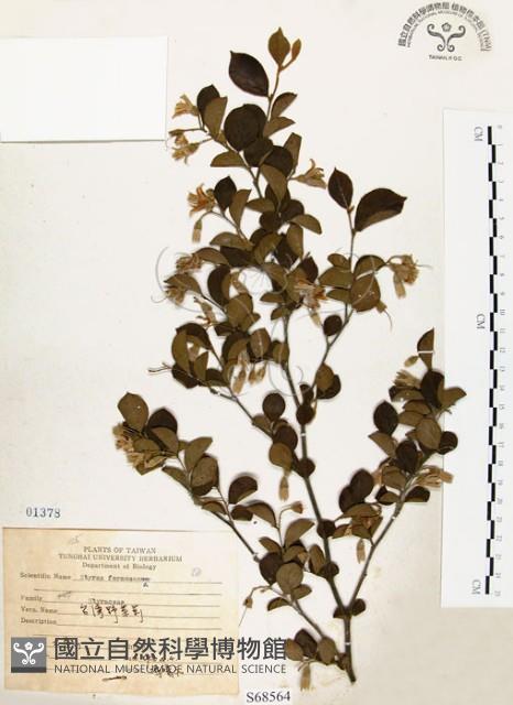 烏皮九芎、奮起湖野茉莉藏品圖，第1張