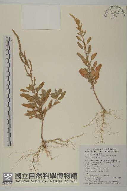 變葉藜藏品圖，第1張