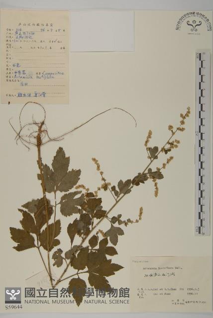 角菜、珍珠菜藏品圖，第1張