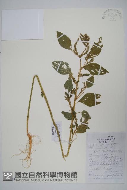 反枝莧藏品圖，第1張