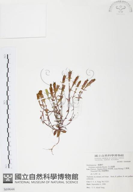 玉山龍膽藏品圖，第1張