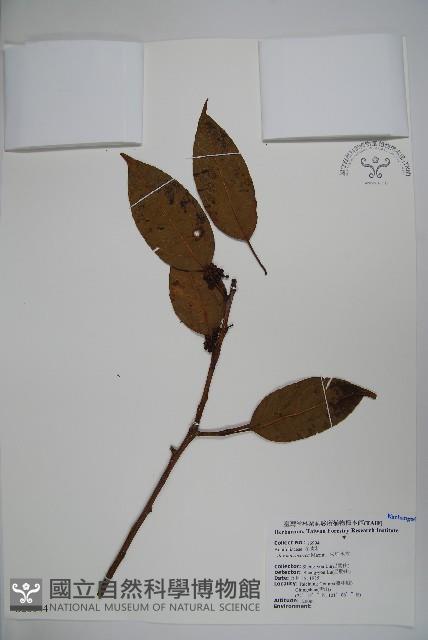 朱紅水木藏品圖，第1張