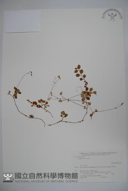 北極花藏品圖，第1張