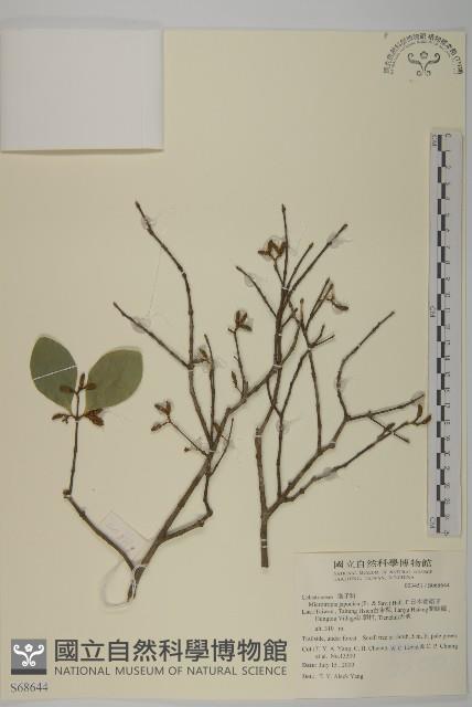 日本賽衛矛、日本假衛矛藏品圖，第1張