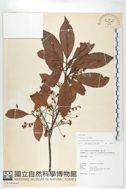 杜英、山杜英、蘭嶼杜英藏品圖，第1張