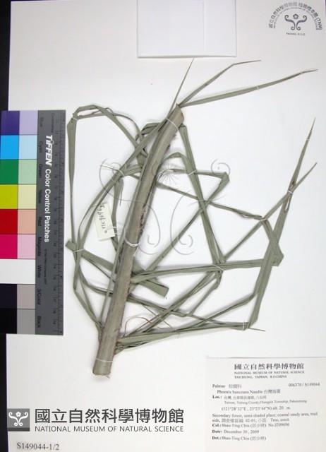 台灣海棗藏品圖，第1張