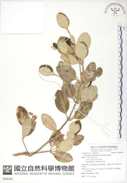 海茄苳藏品圖，第1張