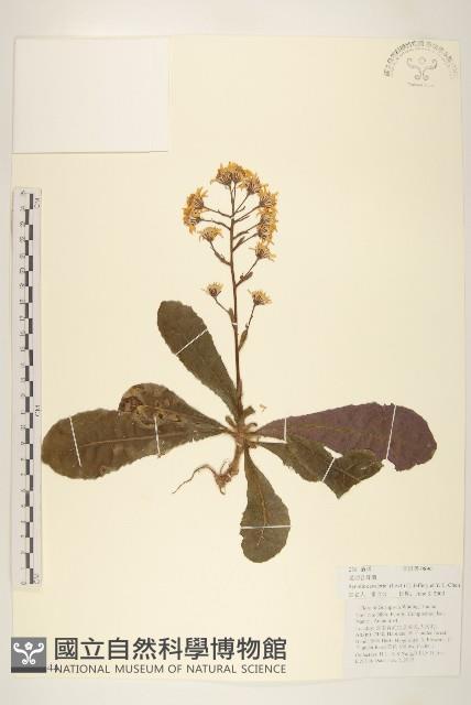 昆明合耳菊藏品圖，第1張