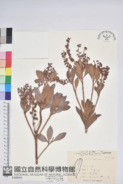 臺灣馬醉木藏品圖，第1張