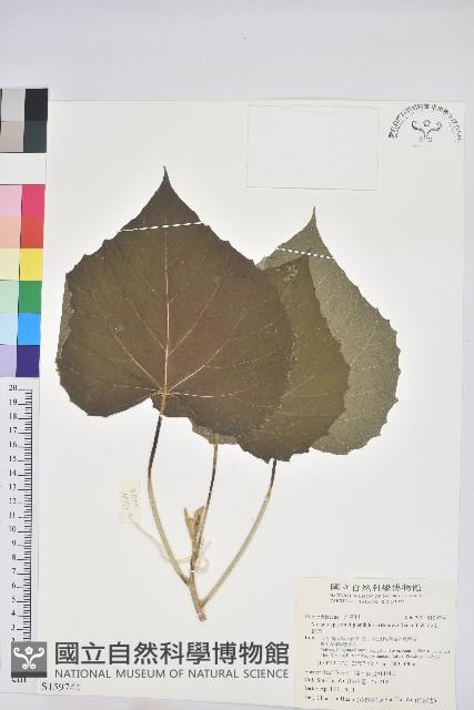 蟲屎藏品圖，第1張