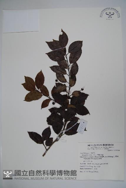 刻脈冬青藏品圖，第1張