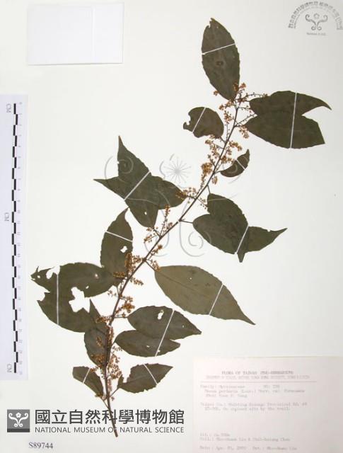 台灣山桂花藏品圖，第1張