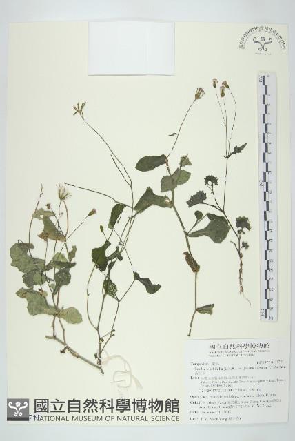 紫背草藏品圖，第1張