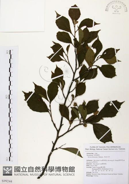 烏皮九芎、奮起湖野茉莉藏品圖，第1張