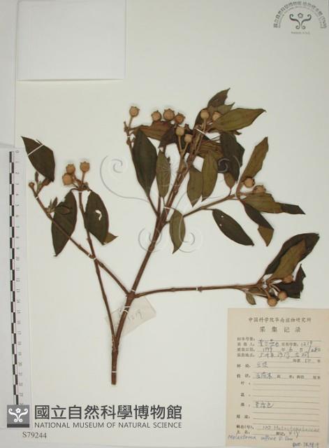 基尖葉野牡丹、蘭嶼野牡丹藏品圖，第1張