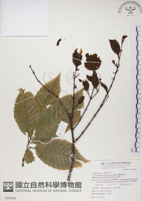 椆樹桑寄生, 大葉榿寄生藏品圖，第1張