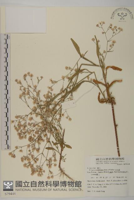 野茼蒿藏品圖，第1張