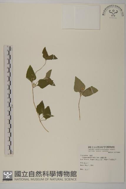 金腰箭舅藏品圖，第1張