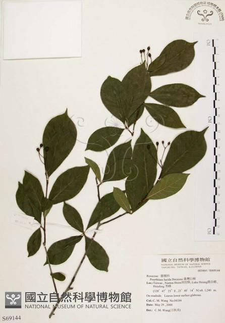 臺灣石楠藏品圖，第1張