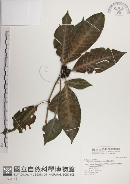 蘭嶼九節木藏品圖，第1張