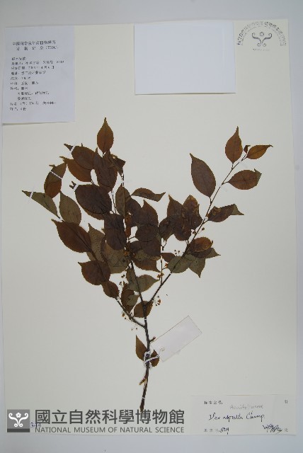 燈稱花、烏雞骨藏品圖，第1張