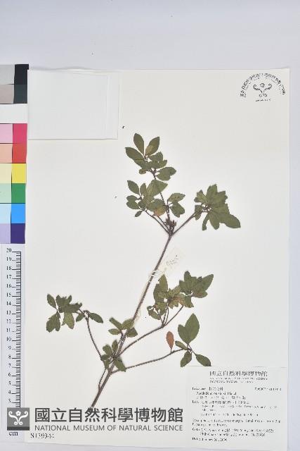 唐杜鵑、大屯杜鵑、中原氏杜鵑藏品圖，第1張