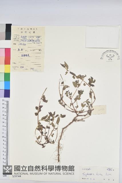 乳仔草藏品圖，第1張