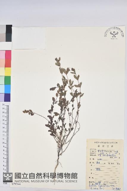 通奶草藏品圖，第1張