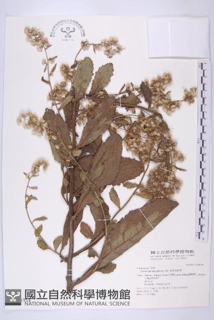 裂葉艾納香藏品圖，第1張