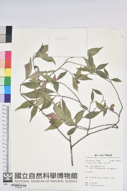 南仁五月茶藏品圖，第1張